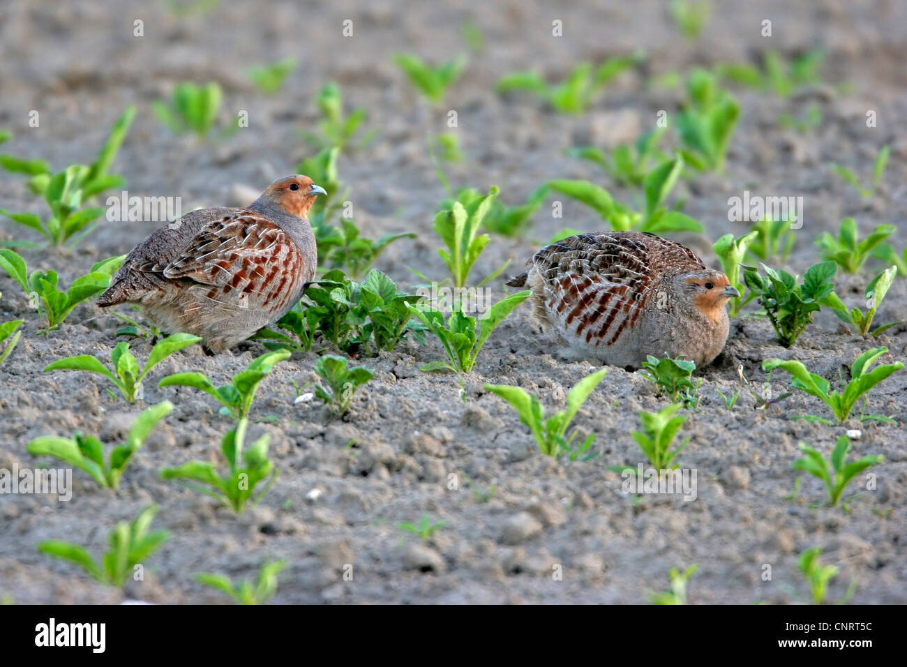 La starna (Perdix perdix), due individui su un campo, Germania Foto Stock