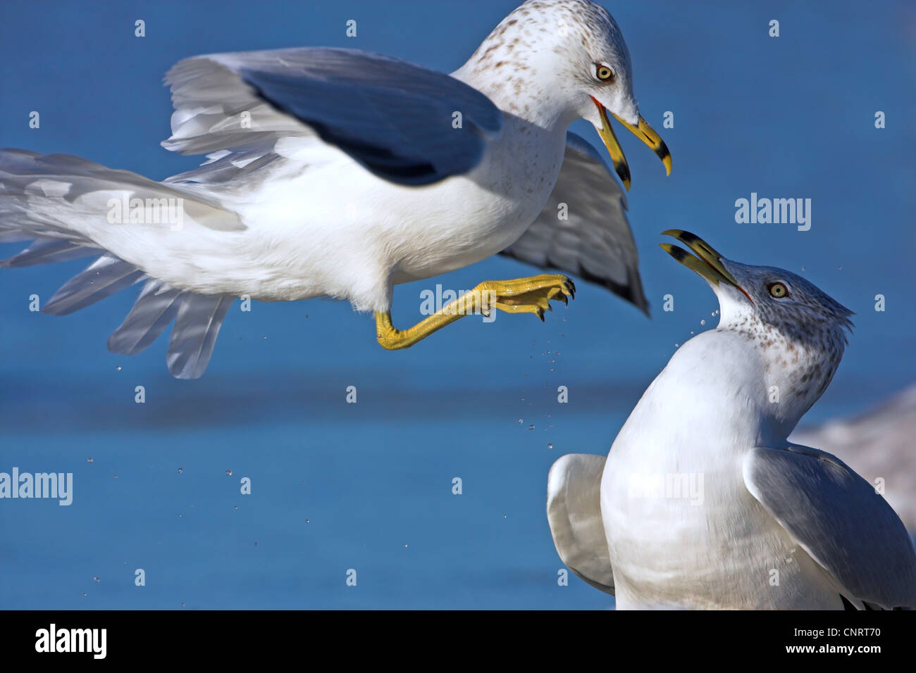 Anello-fatturati gabbiano (Larus delawarensis), due individui di combattimento, STATI UNITI D'AMERICA, Florida Foto Stock