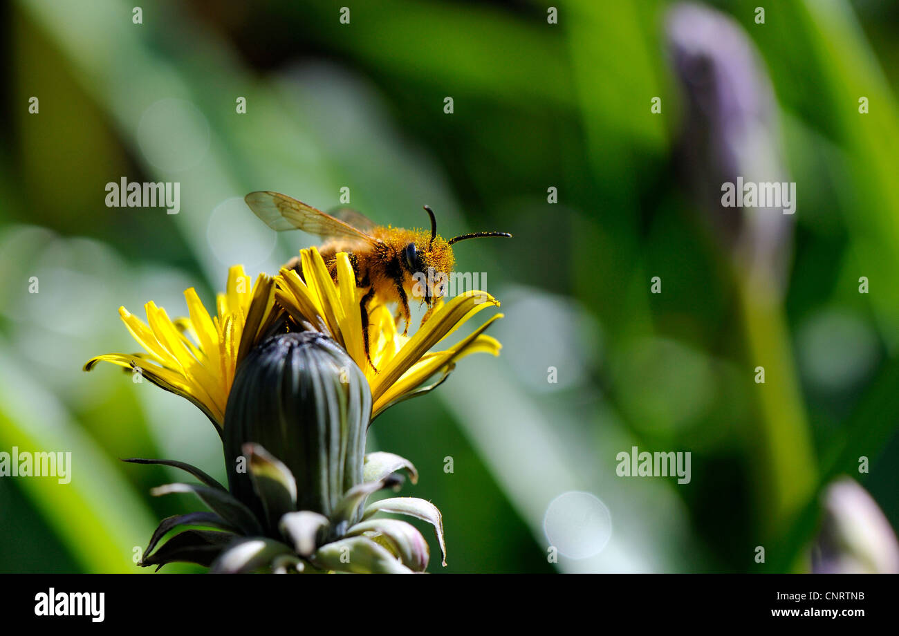 Bee la raccolta di nettare dal fiore di un dente di leone e impollinare l'impianto. Foto Stock