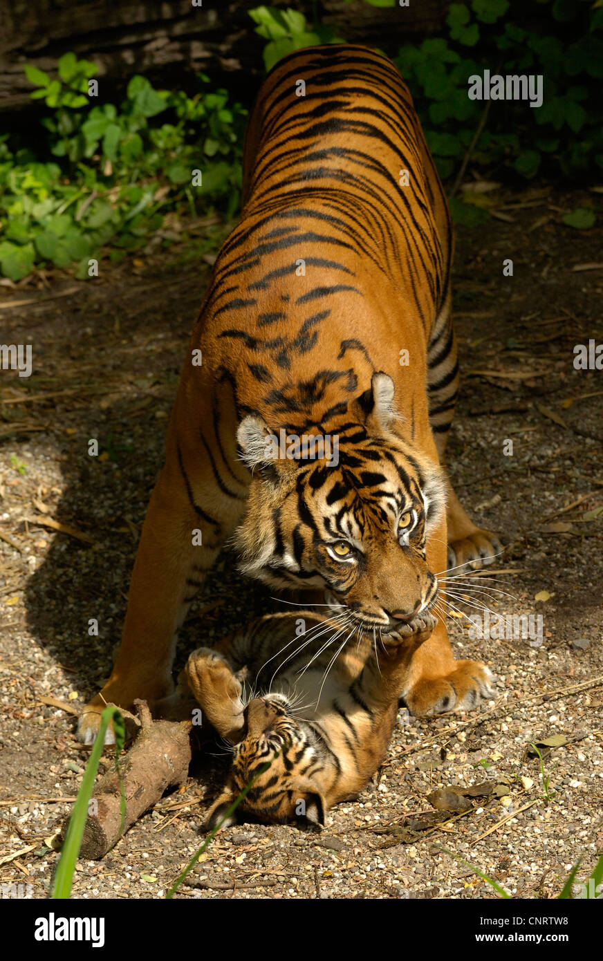 La tigre di Sumatra (Panthera tigris sumatrae), Femmina a giocare con i suoi giovani Foto Stock