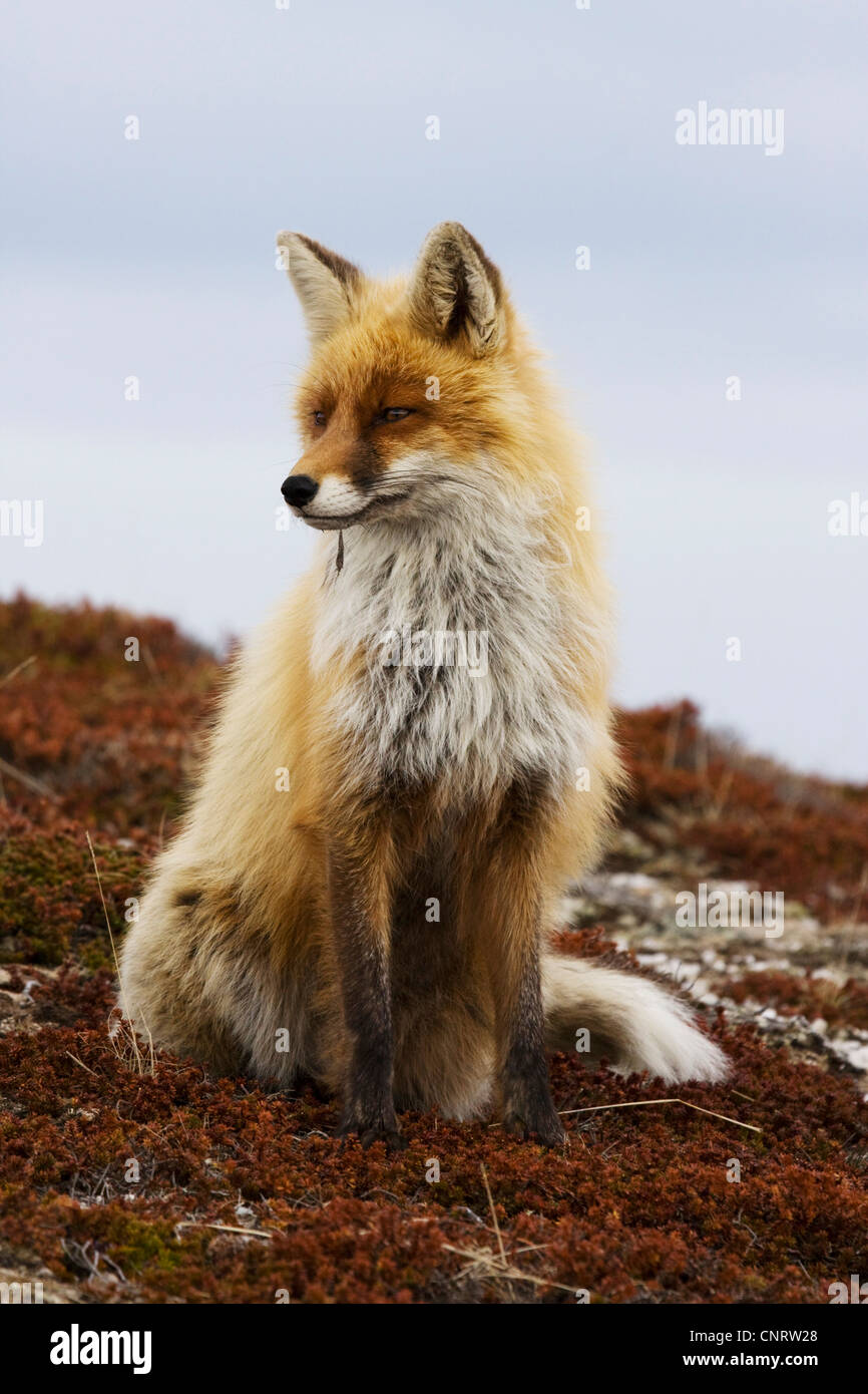 Red Fox (Vulpes vulpes vulpes), maschio con pelliccia invernale, Norvegia Foto Stock