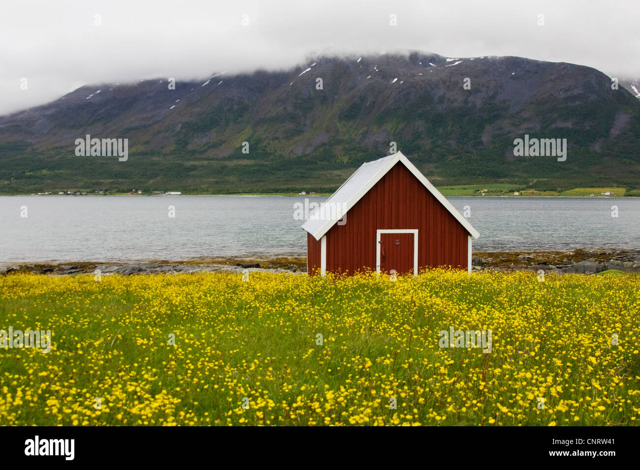 Capanna di rosso nel prato fiorito presso la costa di Ullsfjorden, Norvegia, Lenangstinden Foto Stock