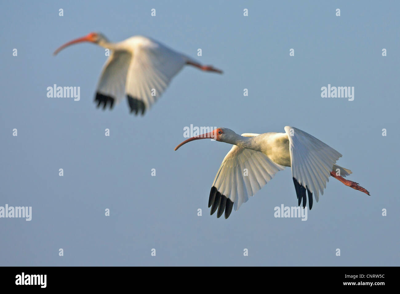 Bianco (ibis Eudocimus albus), due individui battenti, STATI UNITI D'AMERICA, Florida Foto Stock