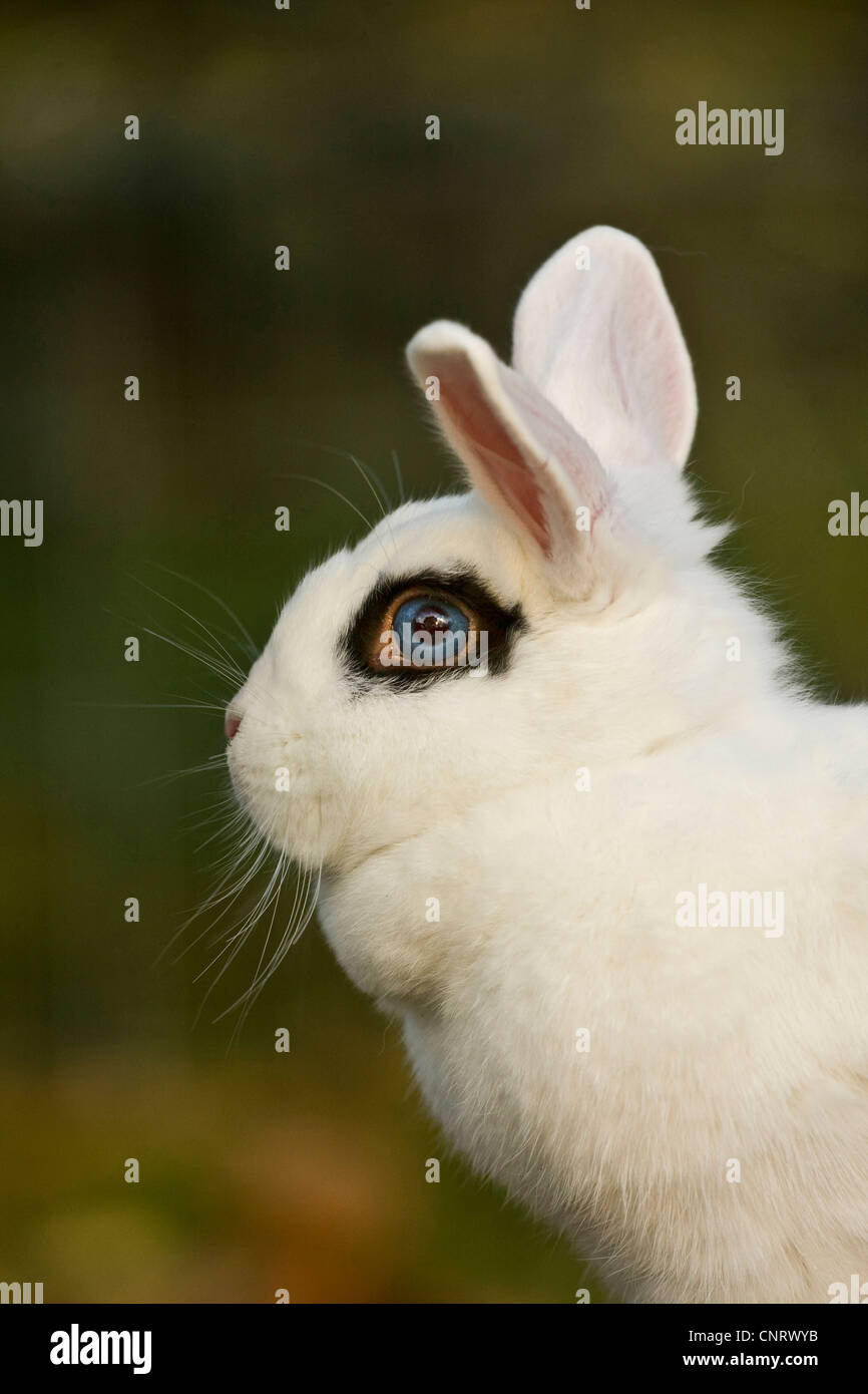 Coniglio nano (oryctolagus cuniculus f. domestica), White Dwarf Rabbit con occhio nero cerchio e gli occhi blu Foto Stock