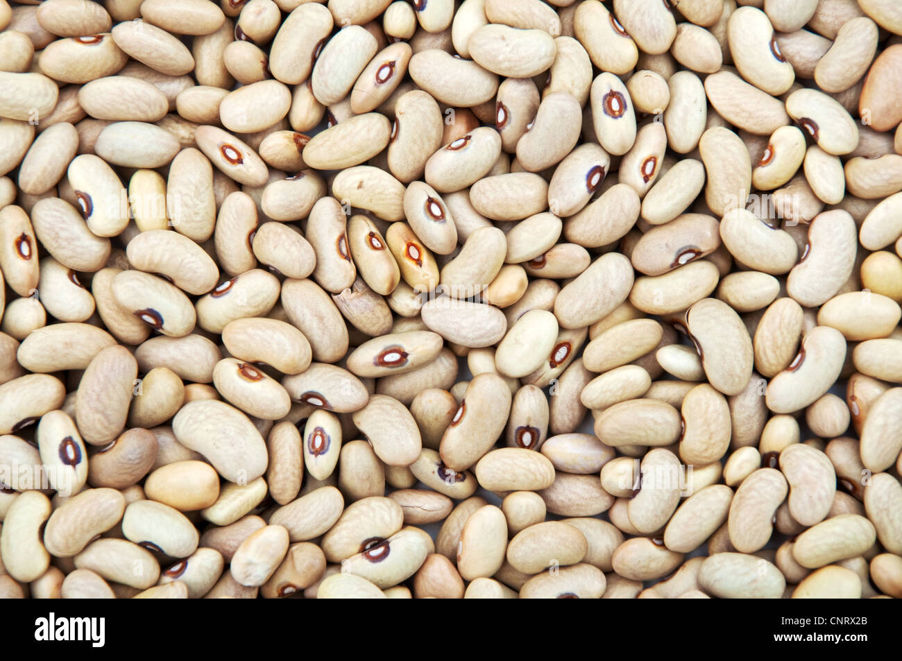 Chiudere l immagine di un fagioli kidney pila, cibo organico dello sfondo. Foto Stock
