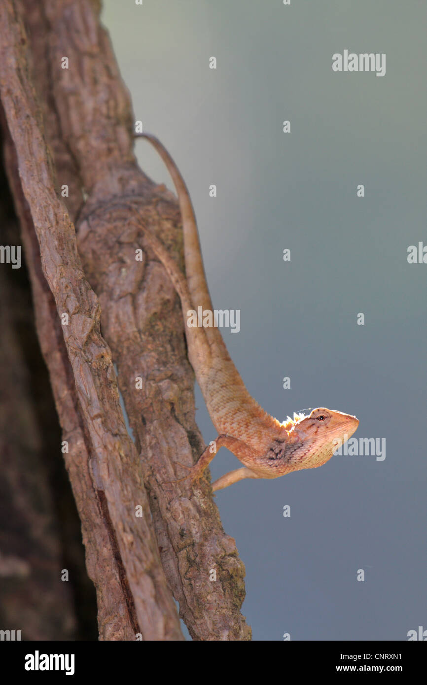 Comune ventosa di sangue, tree indiano Lizard, Giardino Lizard (Calotes versicolor), retroilluminato a un log, Thailandia, Khao Lak NP Foto Stock