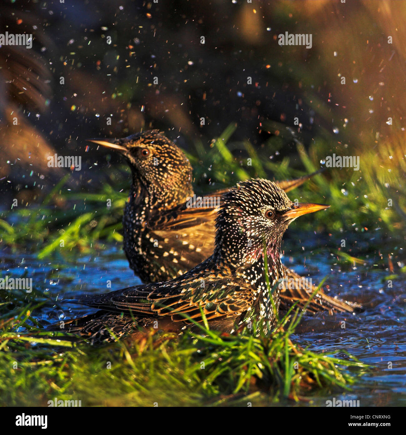 Starling comune (Sturnus vulgaris), due individui di balneazione, in Germania, in Renania Palatinato Foto Stock