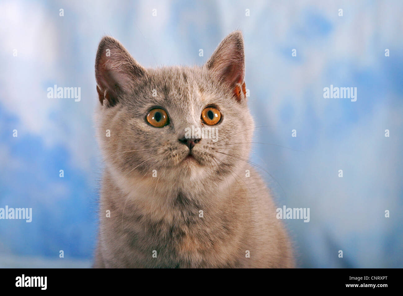 Il gatto domestico, il gatto di casa, Chartreux (Felis silvestris f. catus), gattino Foto Stock