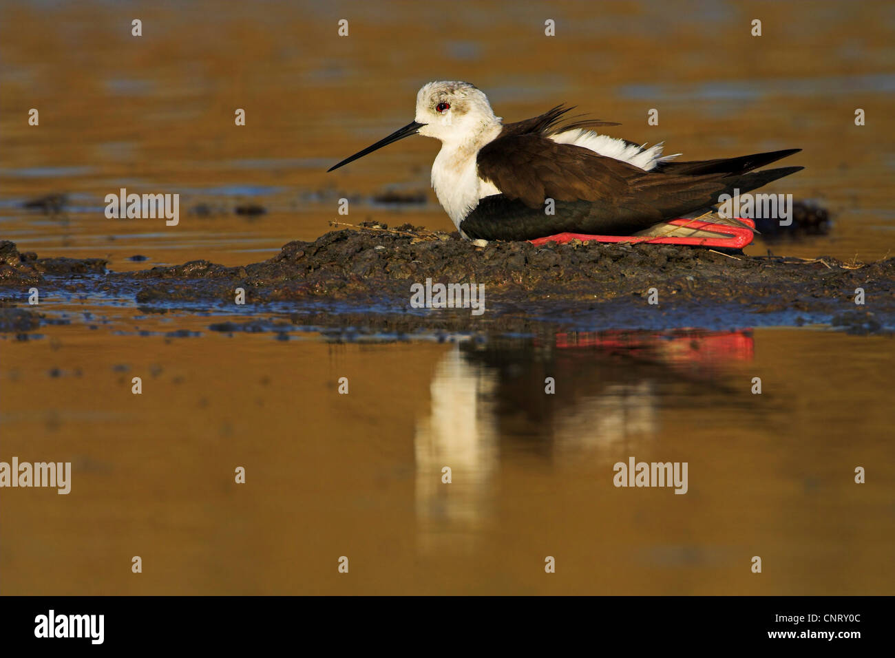 Black-winged stilt (Himantopus himantopus), allevamento, Grecia LESBO Foto Stock