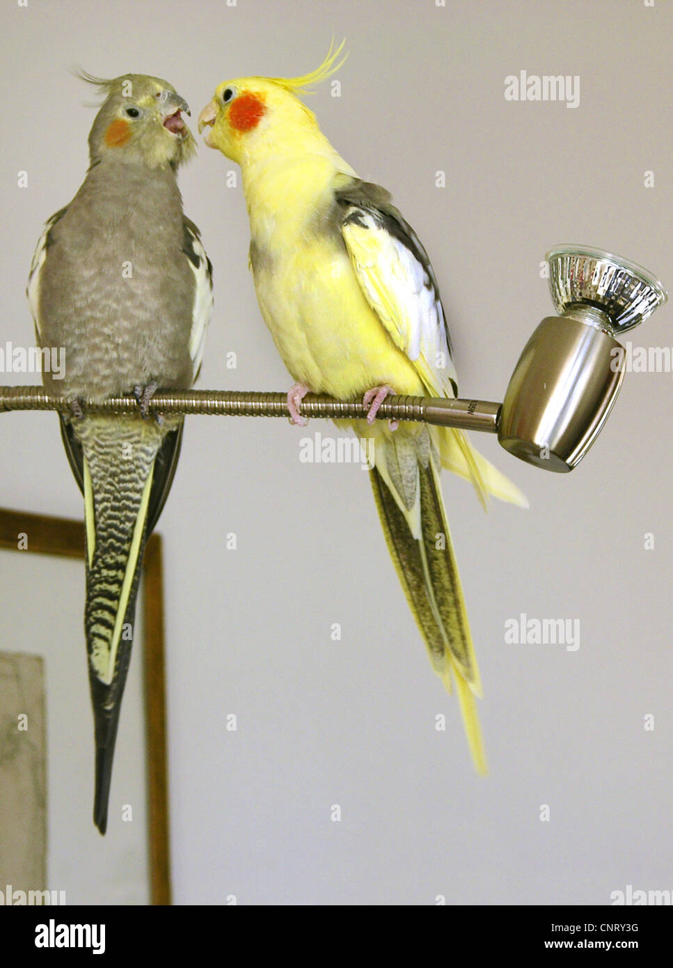 Cockatiel (Nymphicus hollandicus), due individui la fatturazione su una lampada Foto Stock