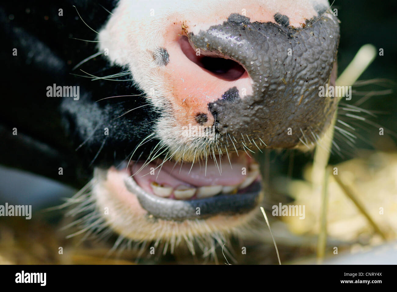 Uro (bovini domestici) (Bos taurus, Bos primigenius), la bocca di una mucca di alimentazione Foto Stock