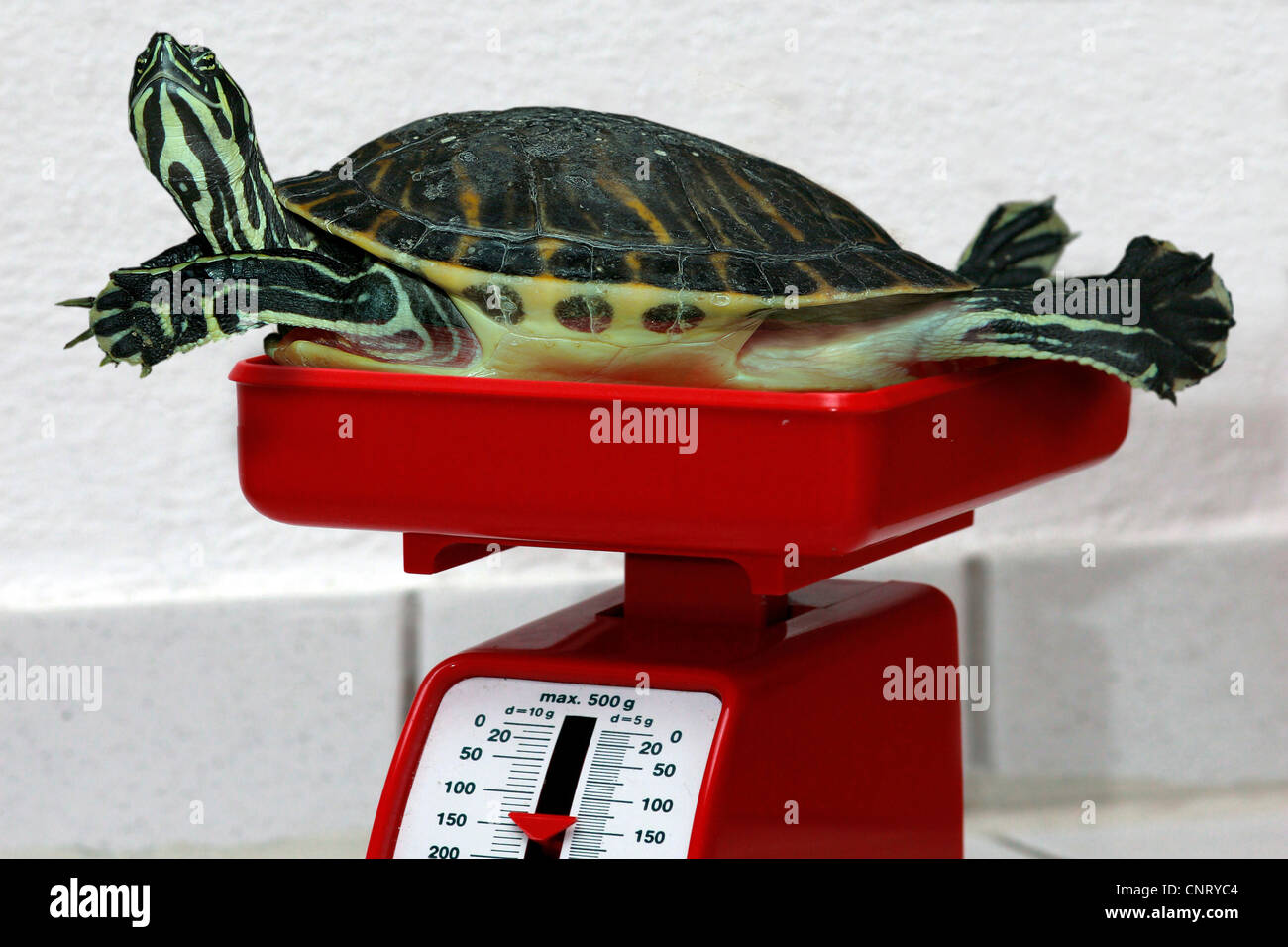 La tartaruga su una scala Foto Stock