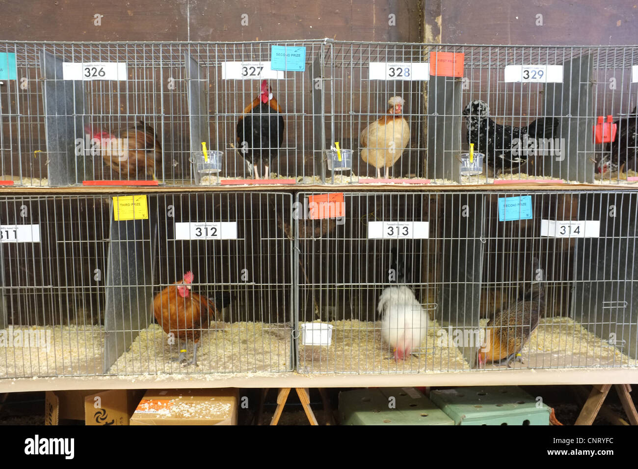I polli in occasione di una mostra Foto Stock
