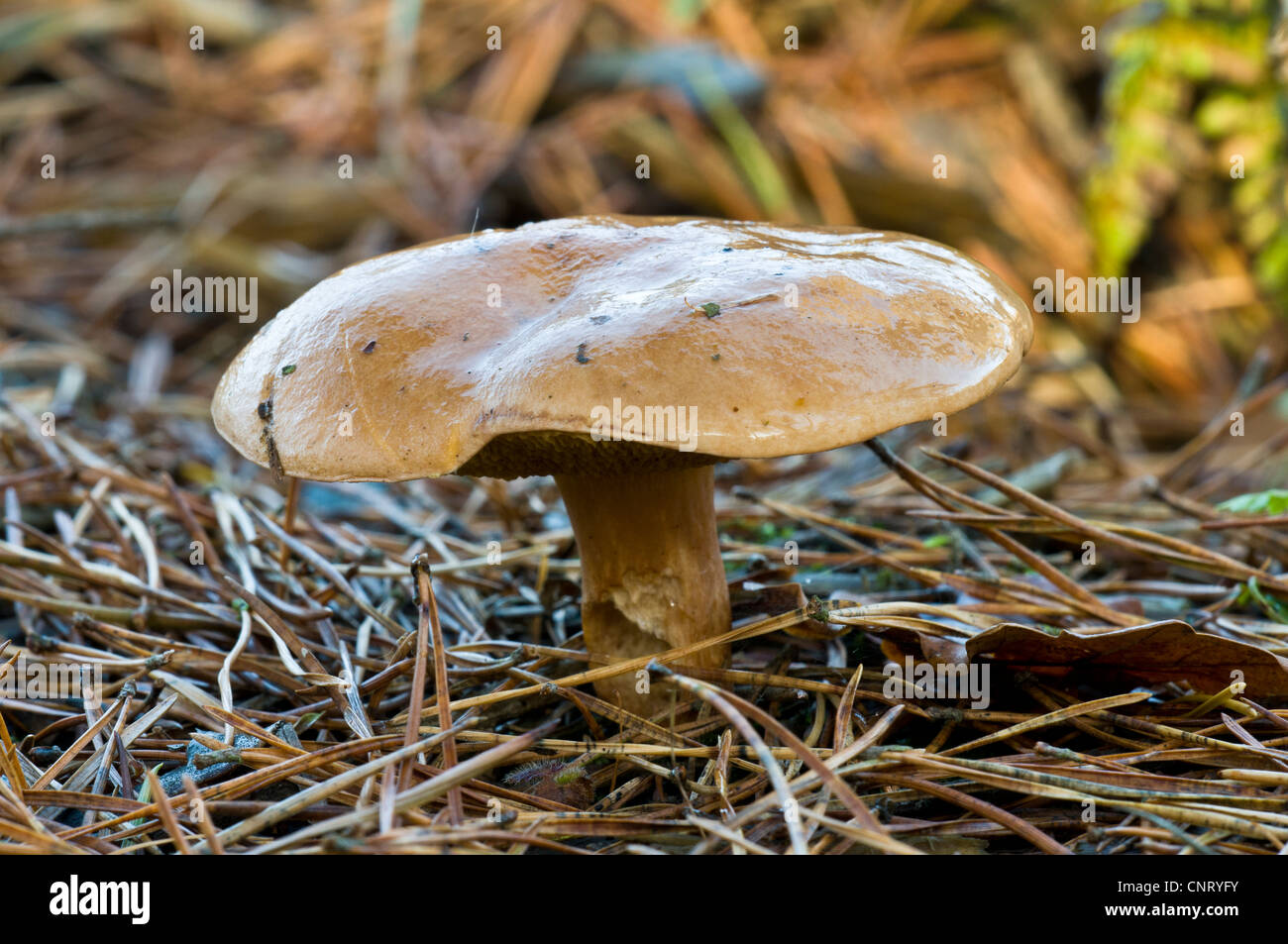 Un bovino bolete (Suillus bovinus) funghi che crescono tra caduti gli aghi di pino in Brede alta boschi, West Sussex. Novembre. Foto Stock