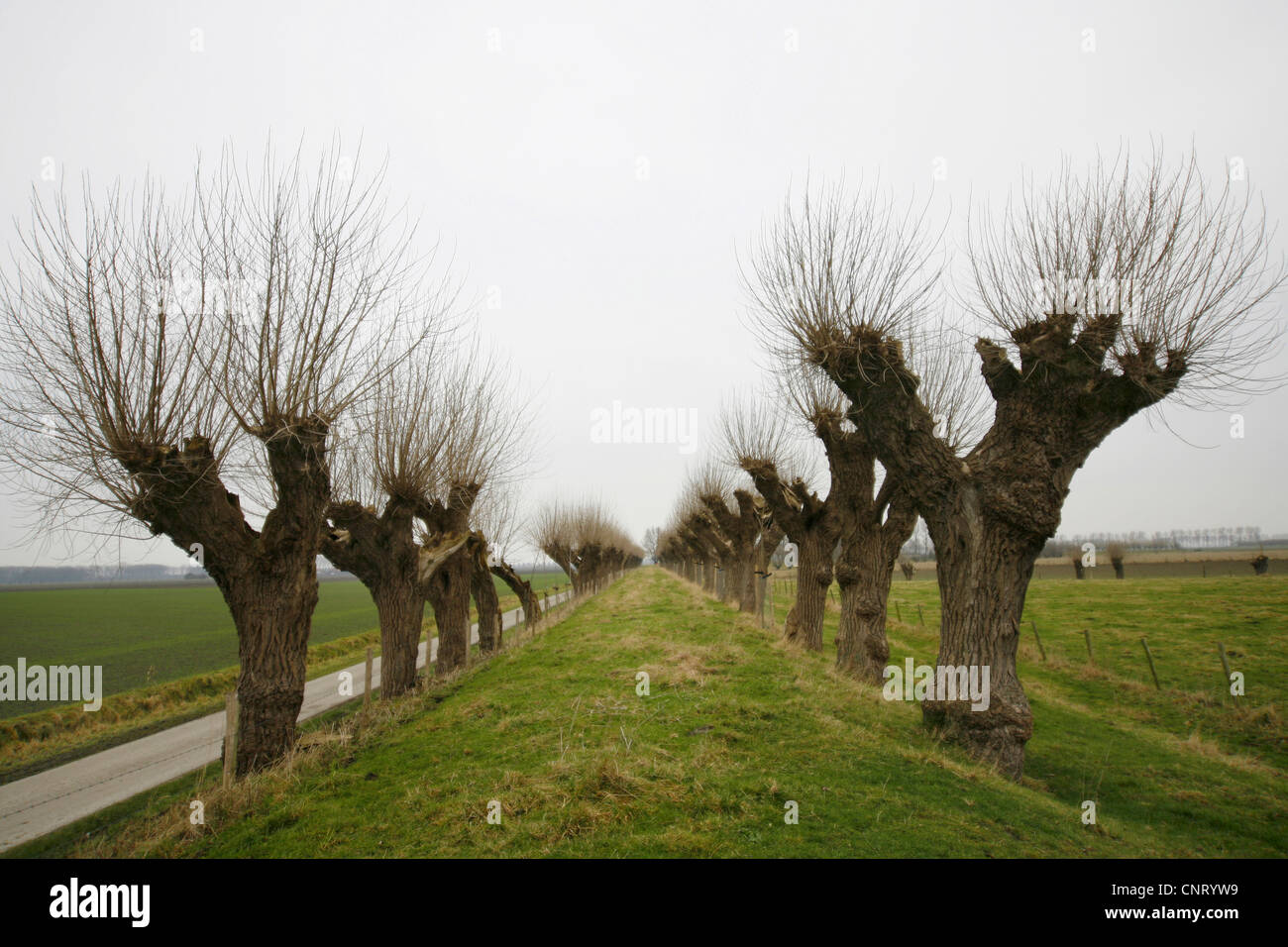 Due filari di alberi pollarded, Paesi Bassi Zeeland, Sluis Foto Stock