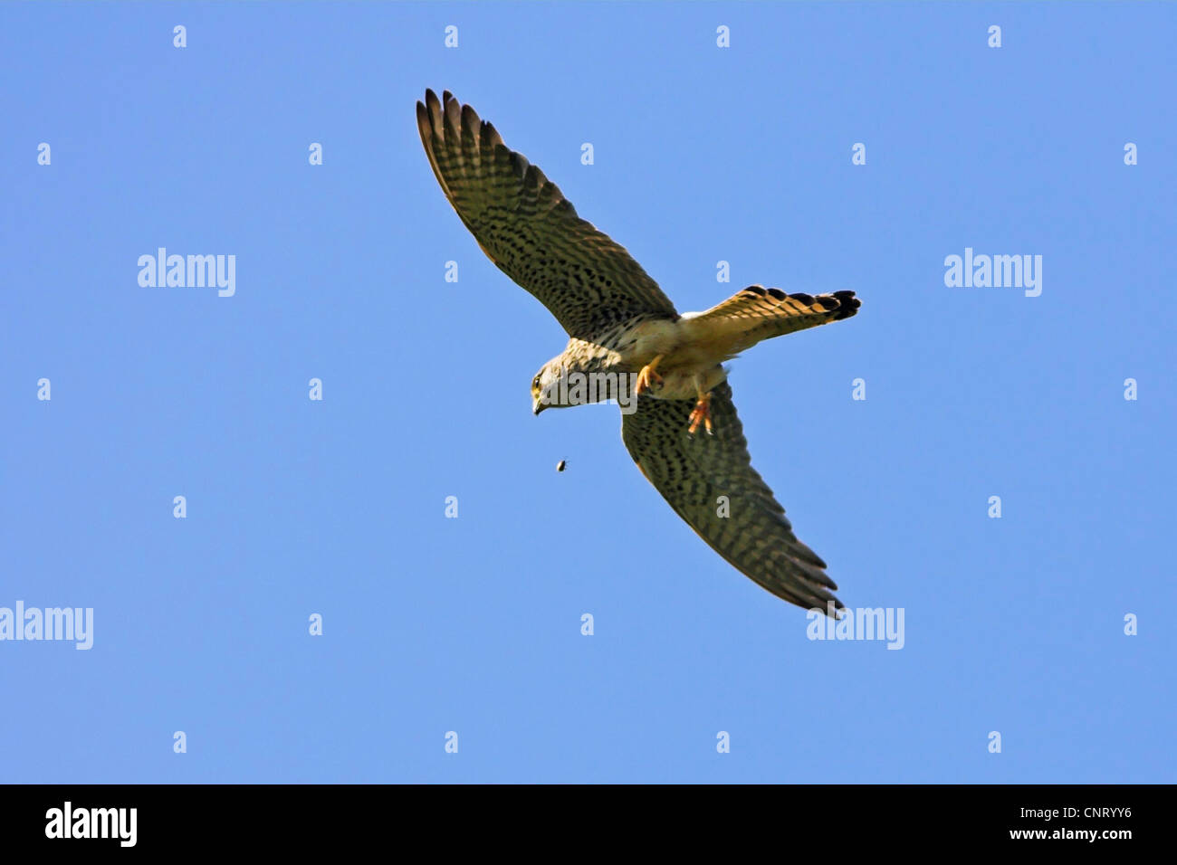 Comune di gheppio (Falco tinnunculus), in volo, in Germania, in Renania Palatinato Foto Stock