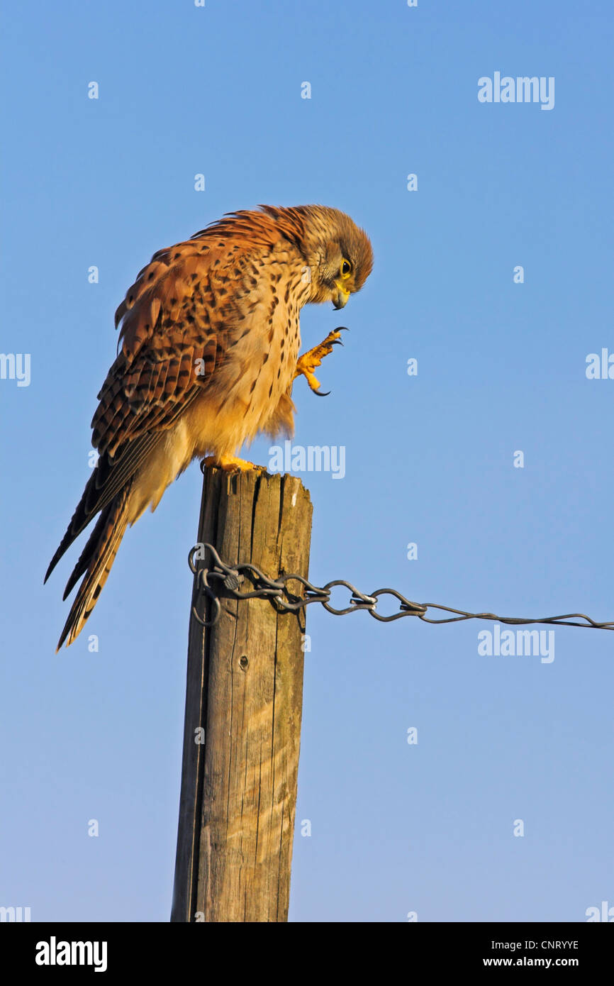 Comune di gheppio (Falco tinnunculus), sul palo da recinzione, in Germania, in Renania Palatinato Foto Stock