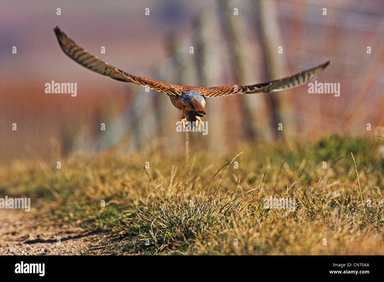 Comune di gheppio (Falco tinnunculus), volare al di sopra di un campo il percorso con la preda, in Germania, in Renania Palatinato Foto Stock Comune di gheppio (Falco tinnunculus), volare al di sopra di un campo il percorso con la preda, in Germania, in Renania Palatinato Foto Stock