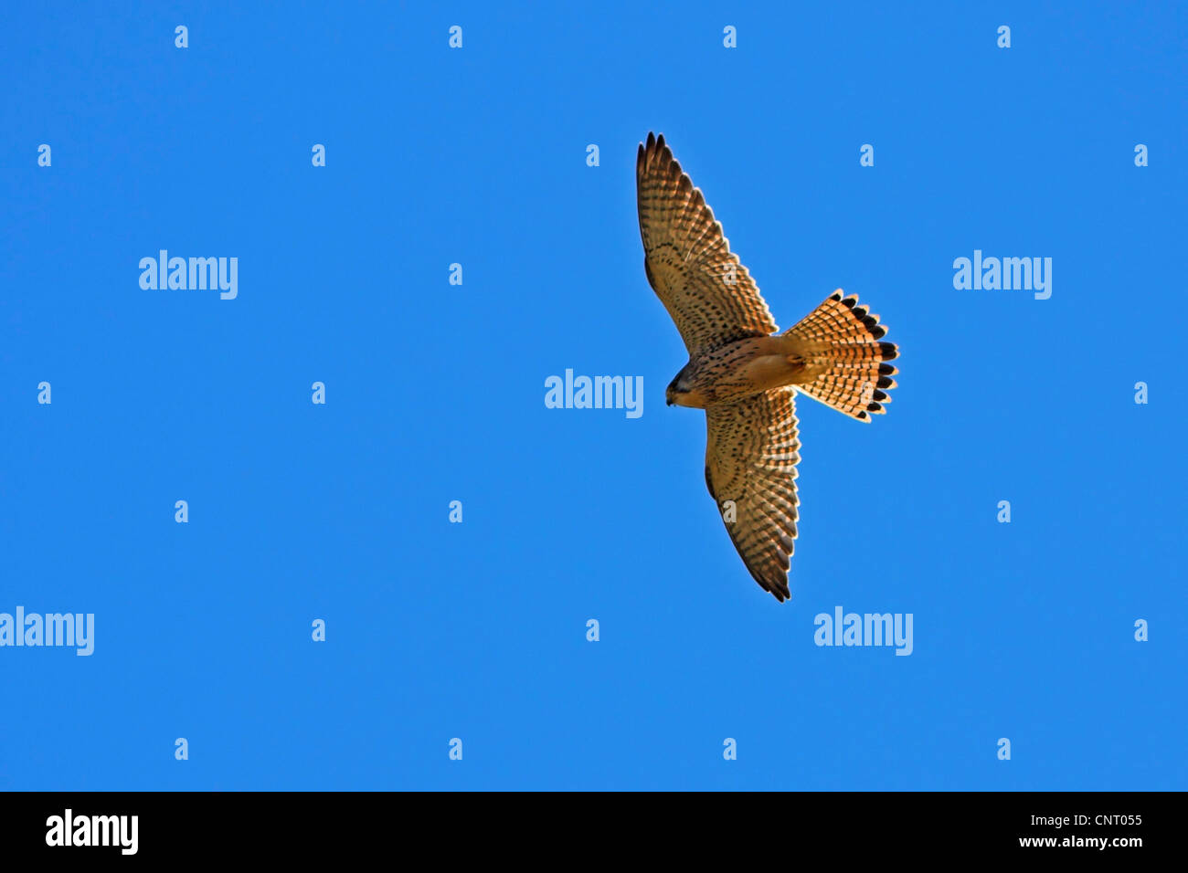 Comune di gheppio (Falco tinnunculus), battenti, in Germania, in Renania Palatinato Foto Stock