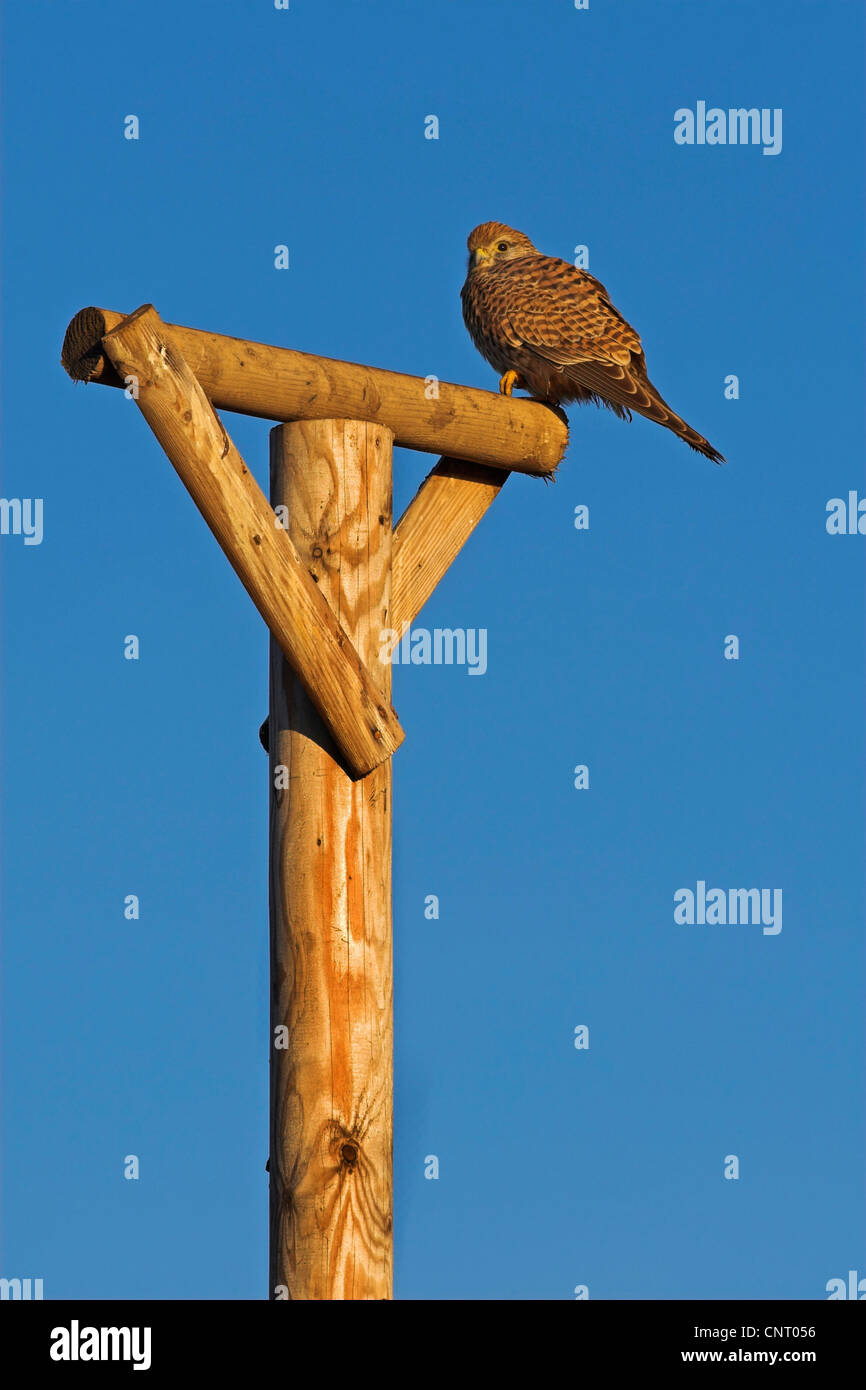 Comune di gheppio (Falco tinnunculus), seduto su un belvedere artificiale, in Germania, in Renania Palatinato Foto Stock Comune di gheppio (Falco tinnunculus), seduto su un belvedere artificiale, in Germania, in Renania Palatinato Foto Stock