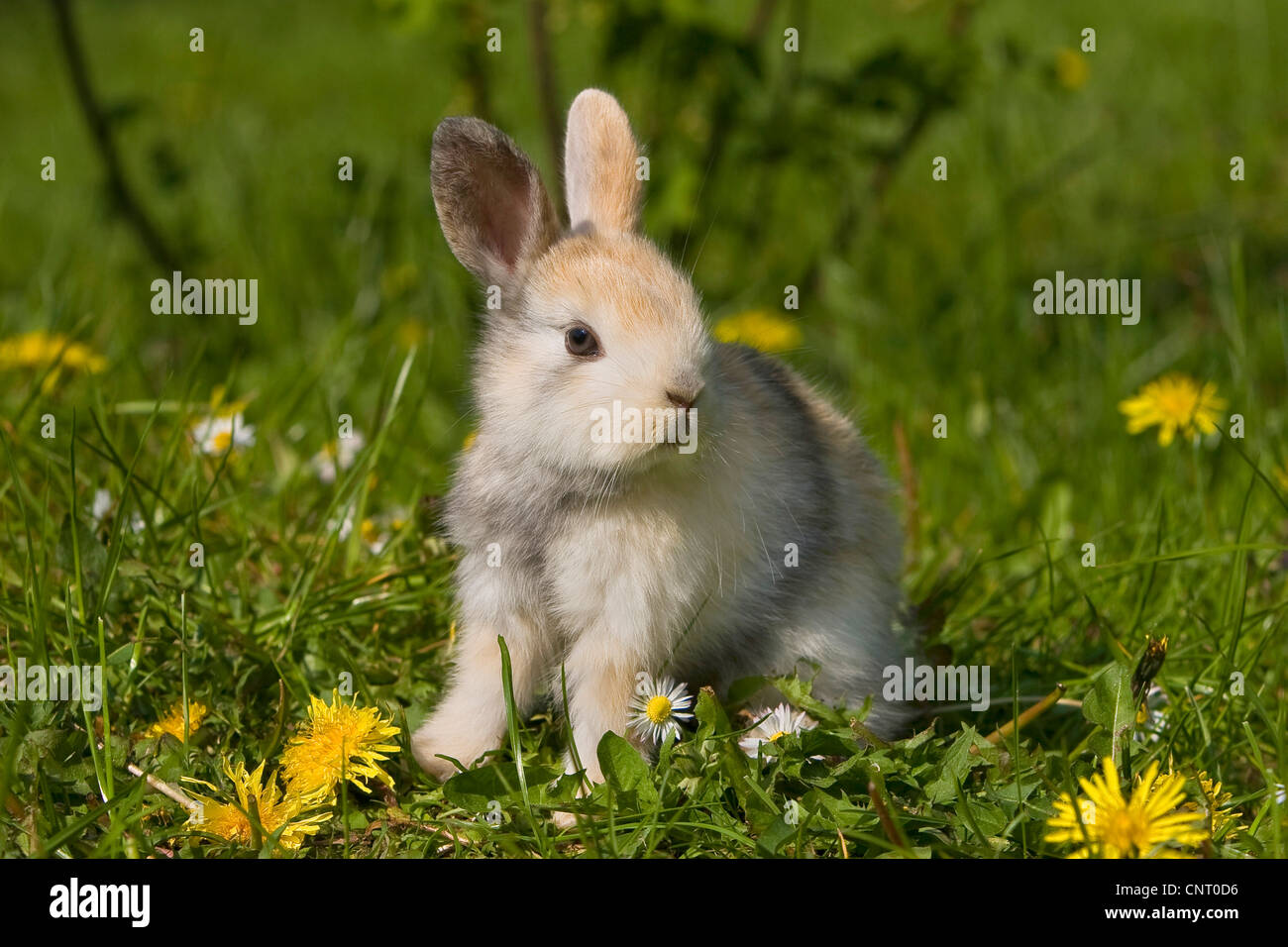 Coniglio nano (oryctolagus cuniculus f. domestica), su di un prato con tarassaco e prato daisy in primavera, Germania Foto Stock