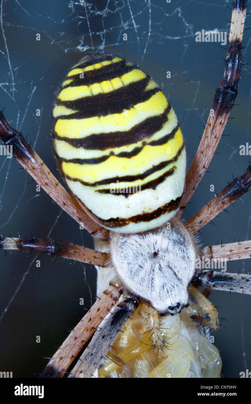 Giallo e nero, argiope giallo e nero garden spider (Argiope bruennichi), mangiare grasshopper, Spagna Sierra Calderona parco naturale Foto Stock