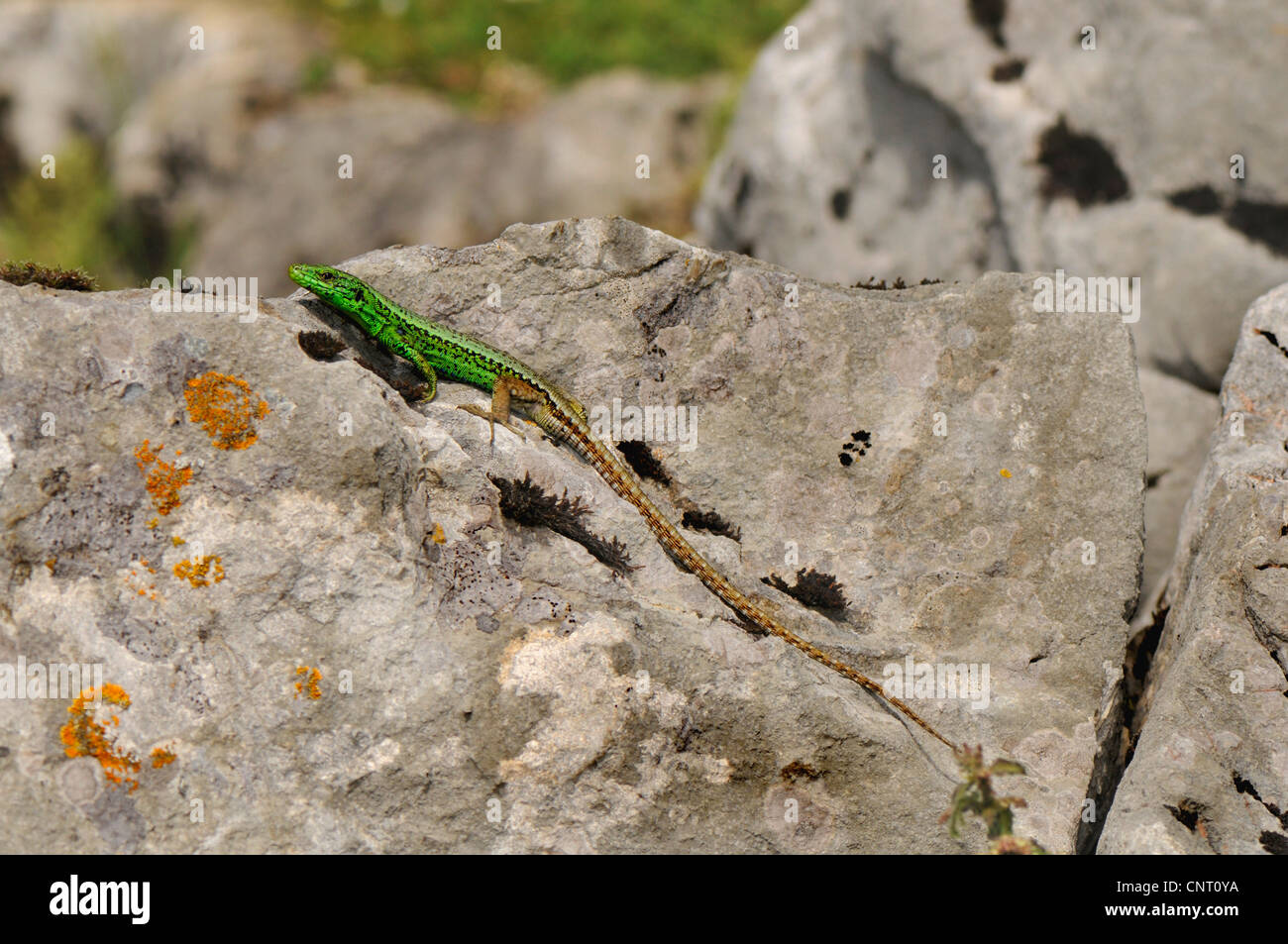 Iberian rock lizard (Lacerta monticola), seduti su pietre, Spagna, Asturien, Covadonga Foto Stock