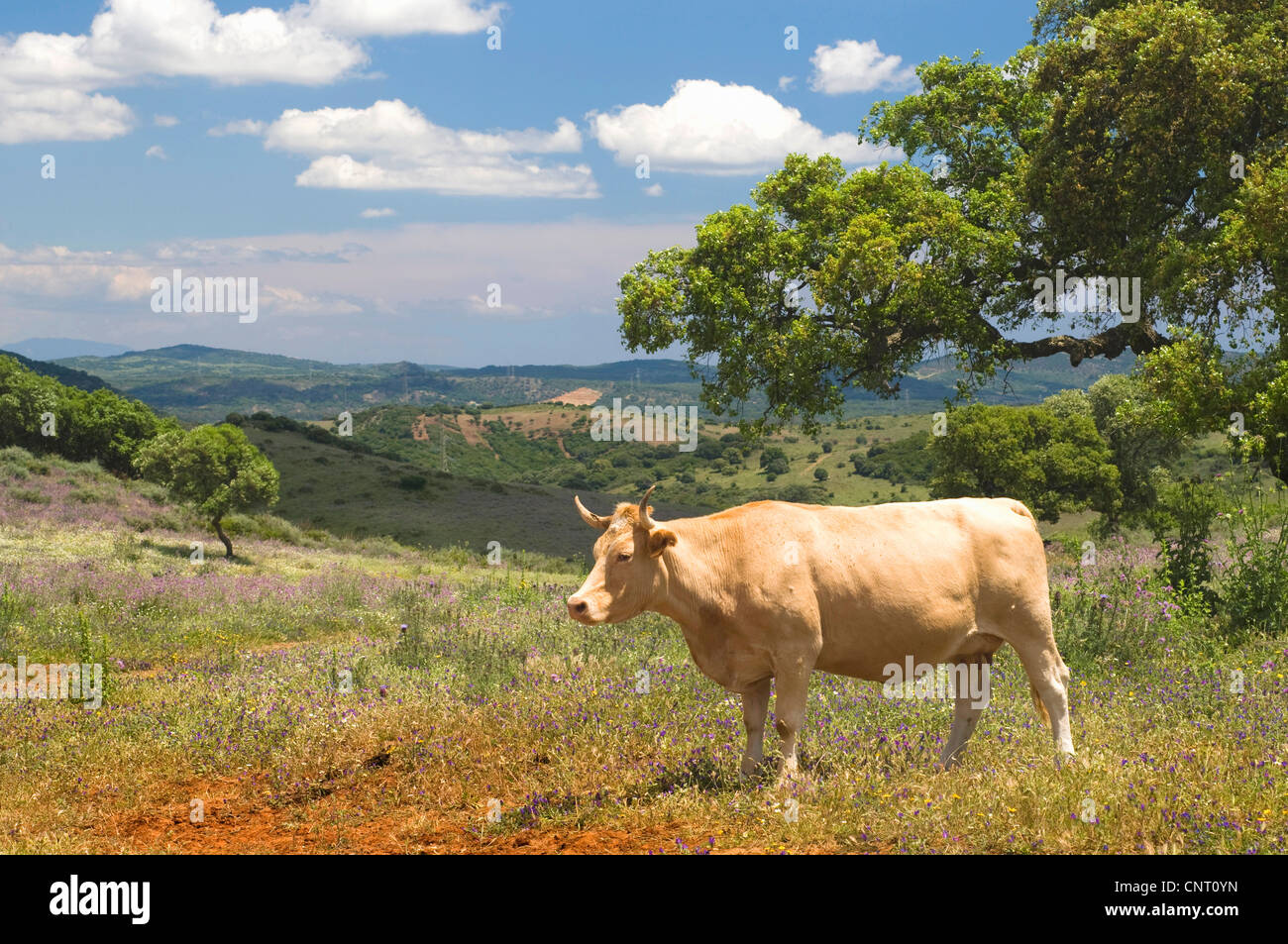 Gli animali domestici della specie bovina (Bos primigenius f. taurus), mucca sul prato a secco di vegetazione in primavera, Andalusia Foto Stock