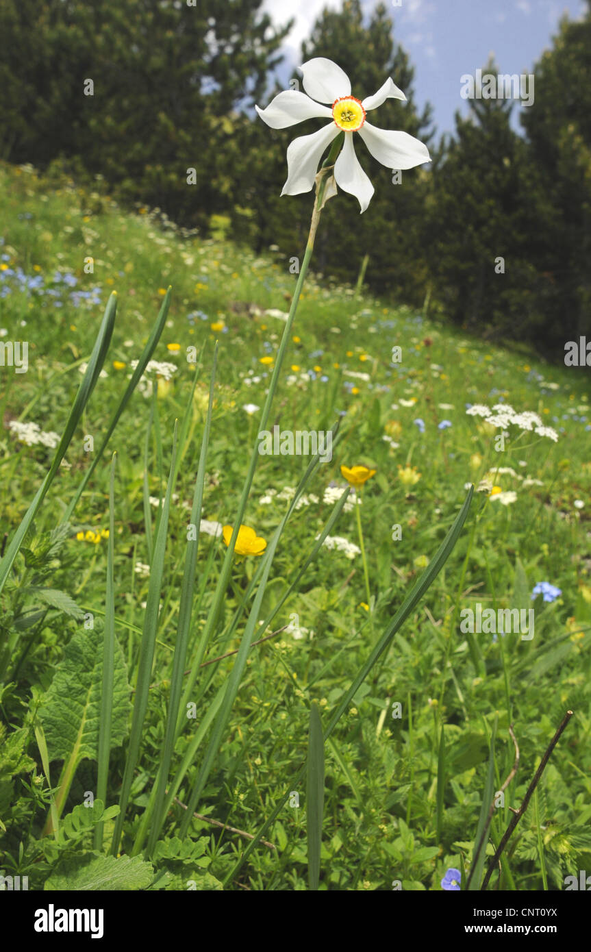 Il fagiano-eye daffodil, fagiano's-eye narciso, poeta narciso (Narcissus poeticus), fioritura su un prato in primavera, Spagna, Katalonia, Pirenei, Val dAran Foto Stock