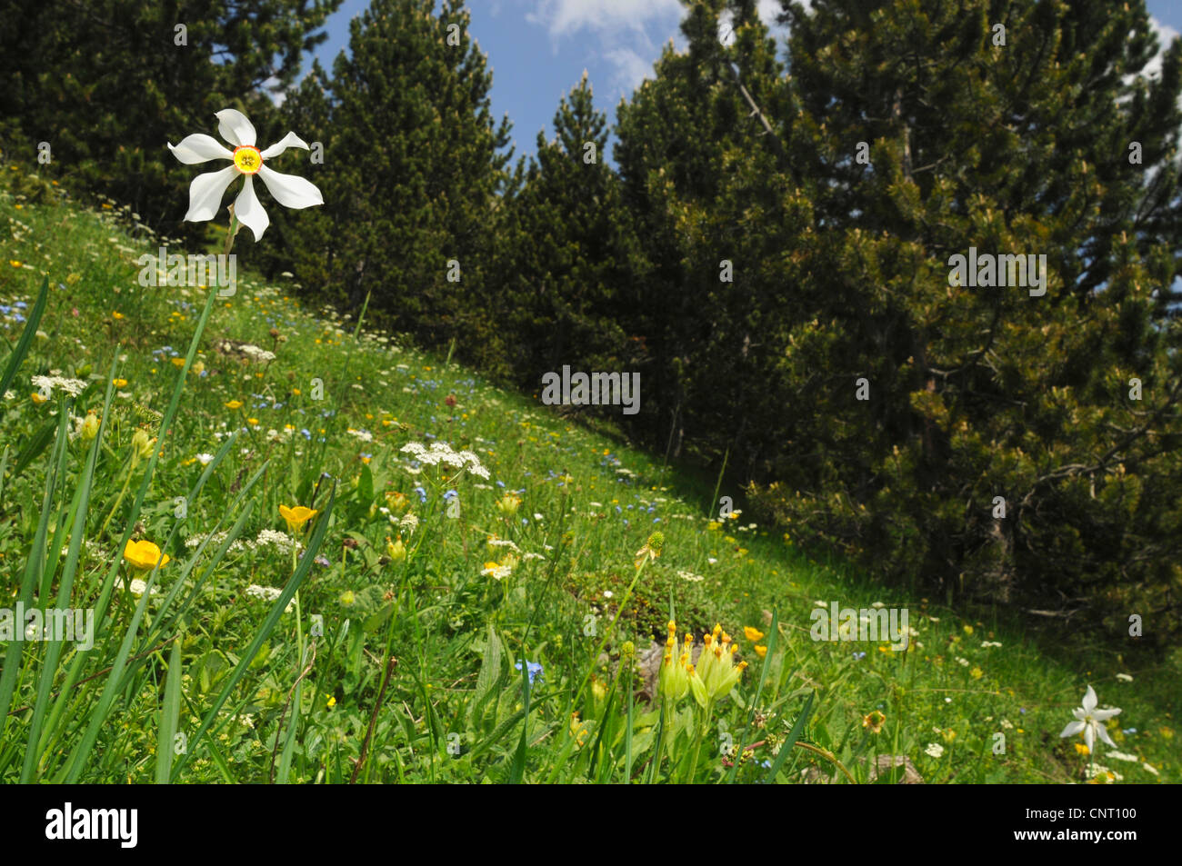 Il fagiano-eye daffodil, fagiano's-eye narciso, poeta narciso (Narcissus poeticus), fioritura su un prato in primavera, Spagna, Katalonia, Pirenei, Val dAran Foto Stock