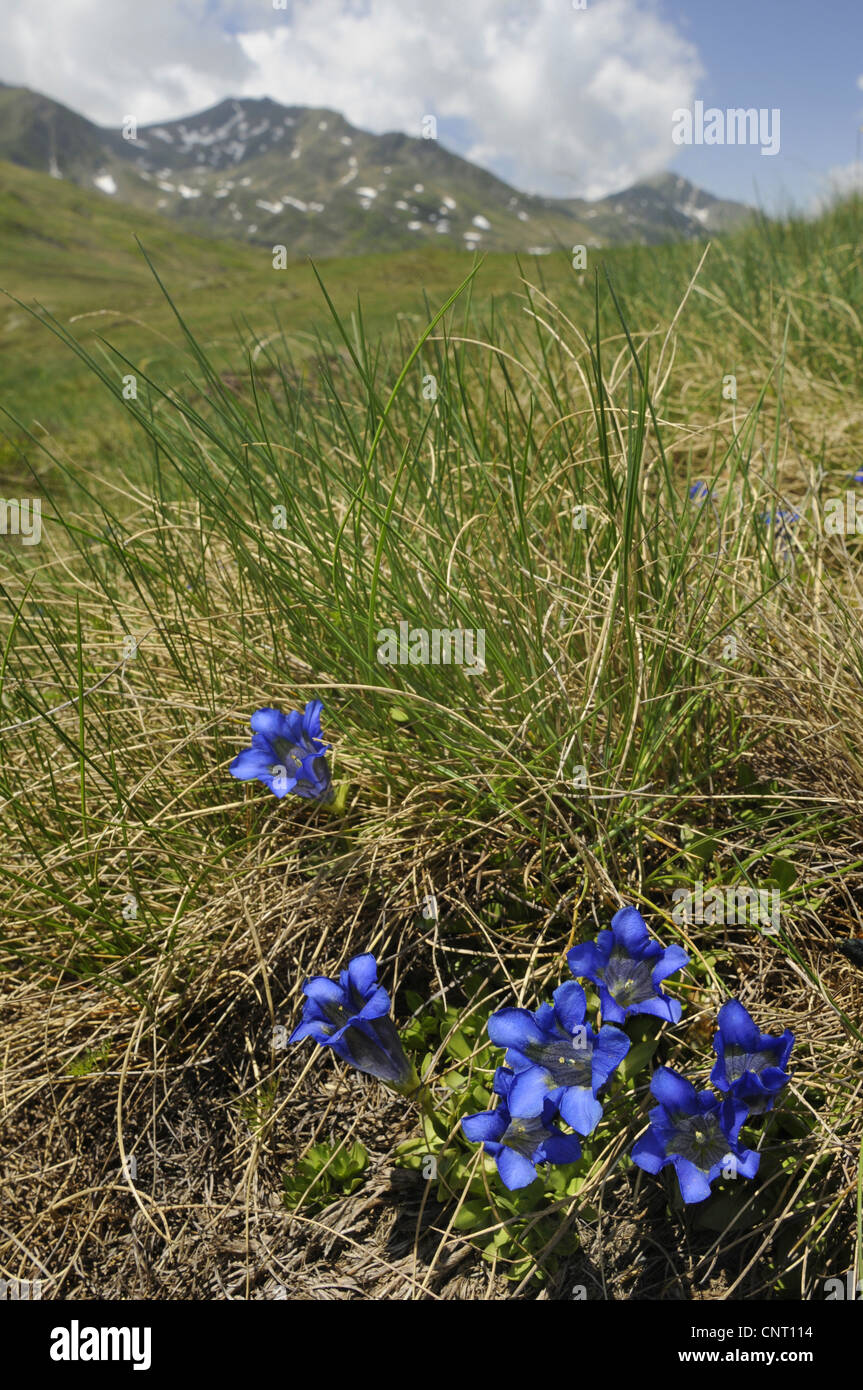 Koch's Gentain, Tromba genziana (Gentiana kochiana), che fiorisce in un prato, Spagna Cantabria, Pirenei Foto Stock