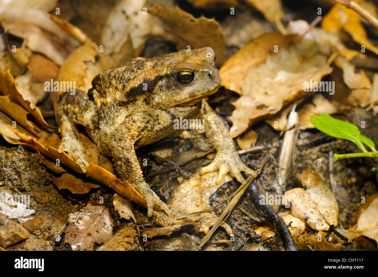 Europeo di rospo comune (Bufo bufo spinosus), ben mimetizzata sul fogliame secco, Spagna, Andalusia Foto Stock
