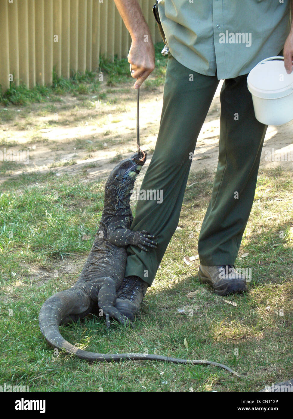 Varani, monitor (Varanidae), stockman lucertola di alimentazione, Australia Foto Stock
