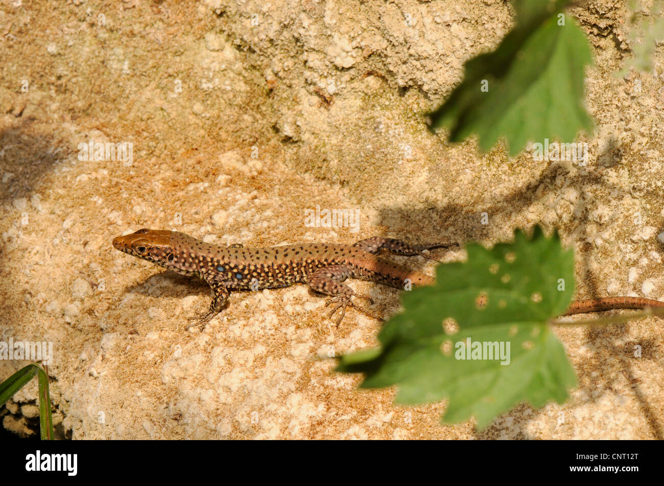 Roccia greco lizard (Hellenolacerta graeca; Lacerta graeca), su roccia, Grecia, Peloponnes Foto Stock