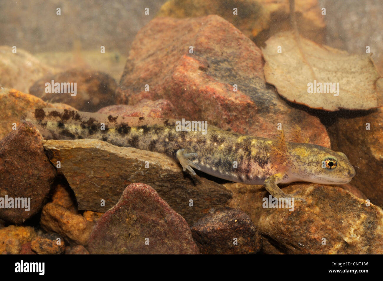 Unione salamandra pezzata (Salamandra salamandra), larva, Spagna, Andalusia Foto Stock