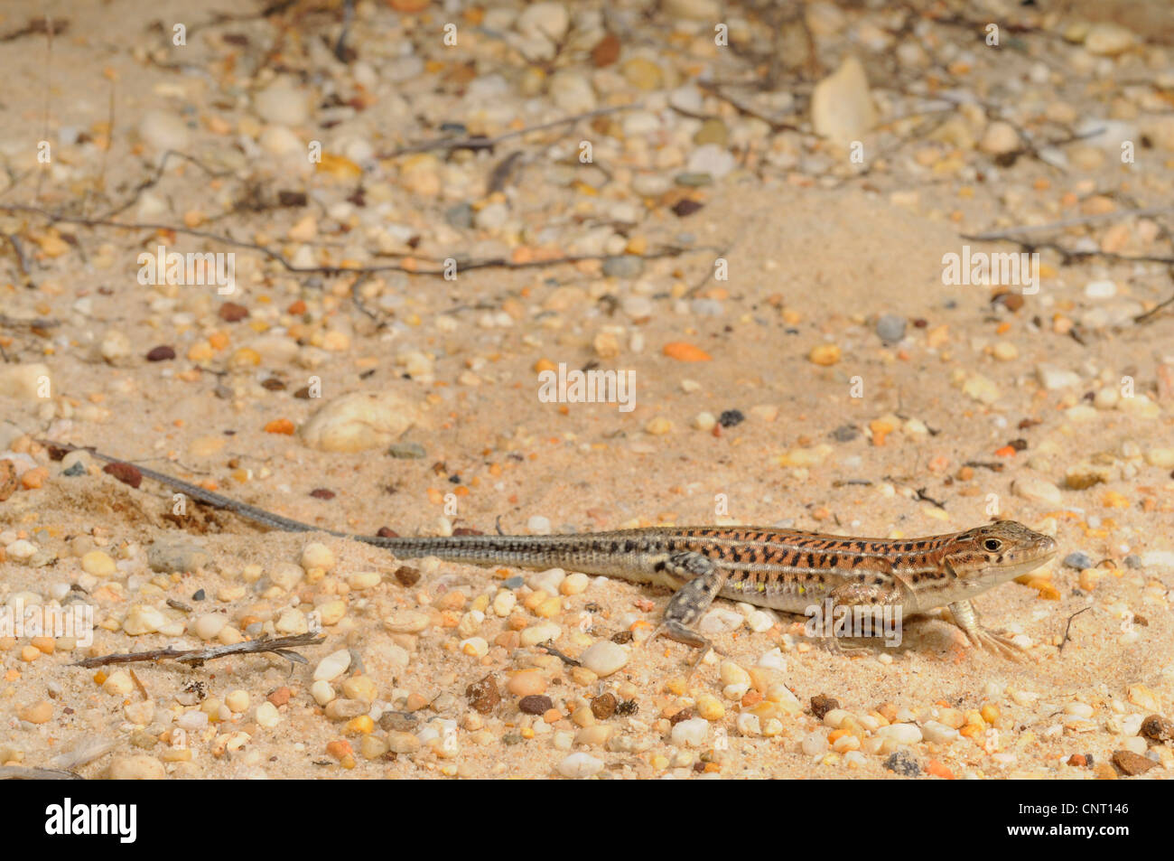 Spinosa-footed lizard, fringe-dita lizard (Acanthodactylus erythrurus), passeggiate sulla sabbia, Spagna, Andalusia, parco nazionale di Donana Foto Stock
