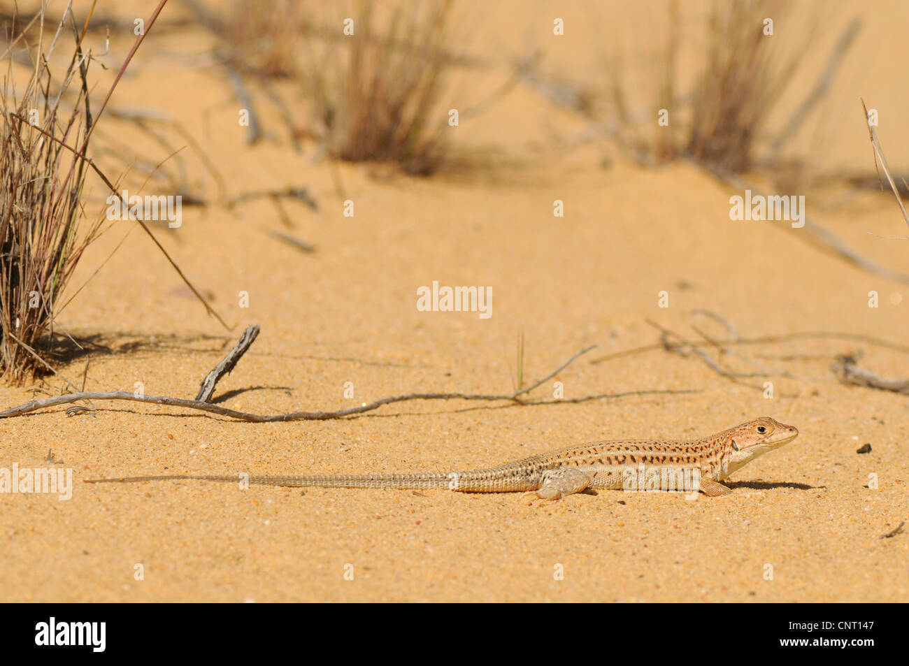 Spinosa-footed lizard, fringe-dita lizard (Acanthodactylus erythrurus), su una duna di sabbia, Spagna, Andalusia, parco nazionale di Donana Foto Stock