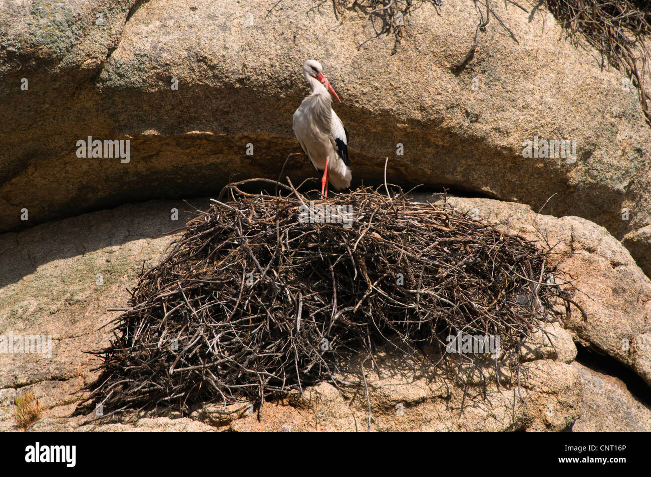 Cicogna bianca (Ciconia ciconia), nel nido su una roccia, Spagna Estremadura, los Barruecos Foto Stock