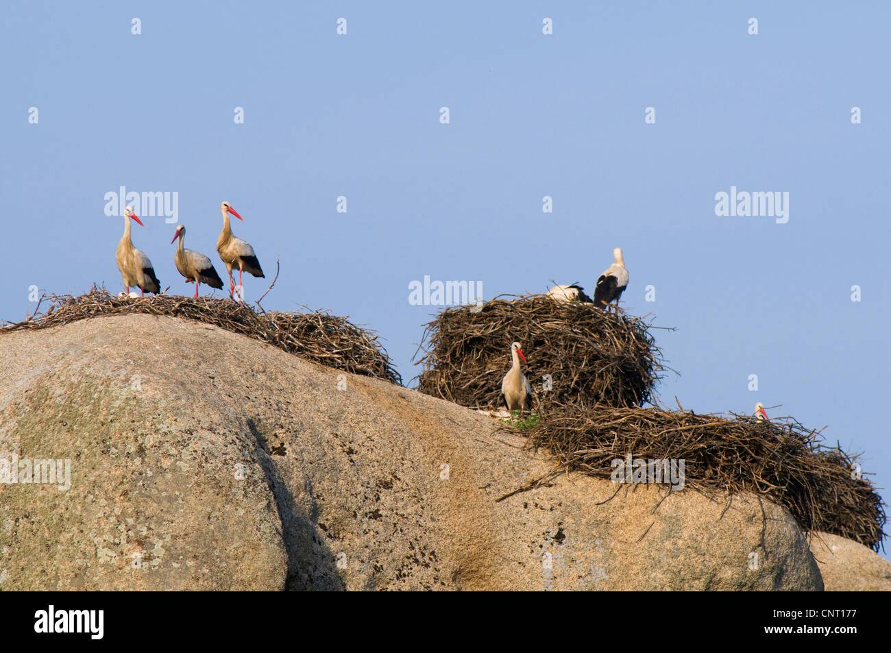 Cicogna bianca (Ciconia ciconia), storck nidifica sulle rocce di los Barruecos, Spagna Estremadura, Laguna del Lavadero, los Barruecos, Malpartida De Caceres Foto Stock