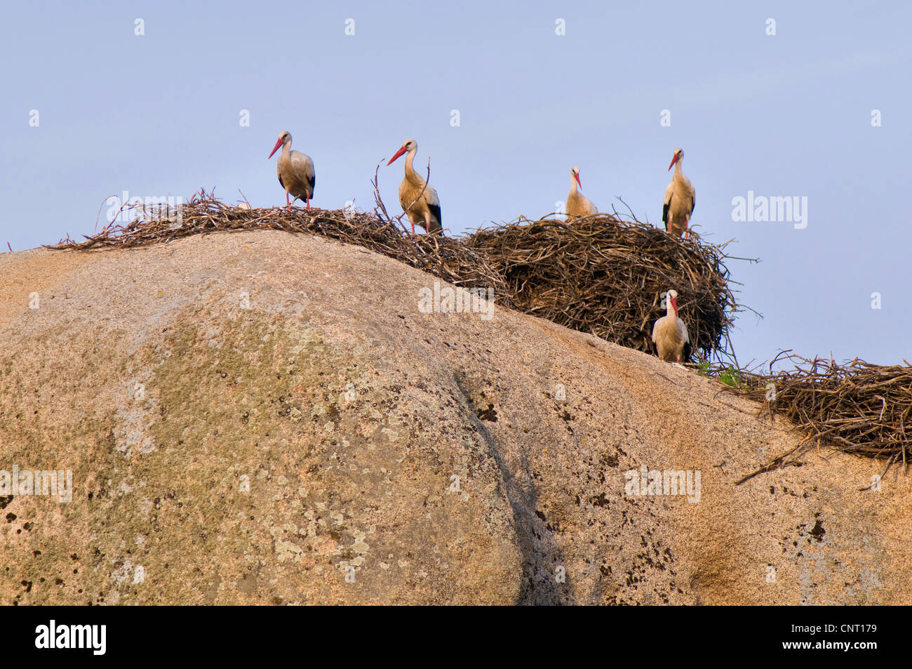 Cicogna bianca (Ciconia ciconia), sulle rocce, Spagna Estremadura, Laguna del Lavadero, los Barruecos, Malpartida De Caceres Foto Stock