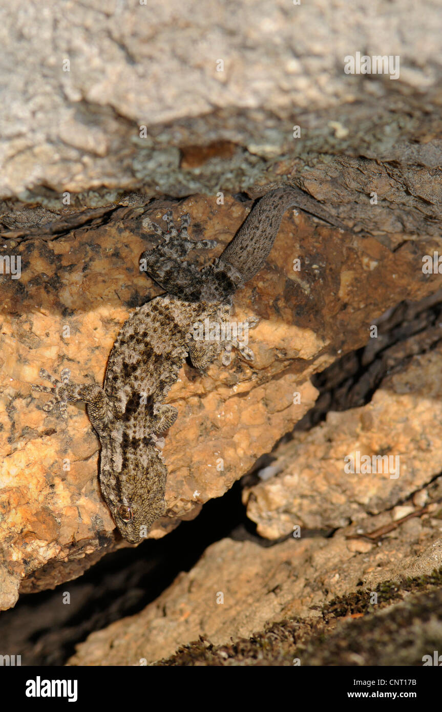 Parete comune geco, Moorish gecko (Tarentola mauritanica), si blocca su una roccia, Spagna Estremadura, Laguna del Lavadero, los Barruecos,, Malpartida De Caceres Foto Stock