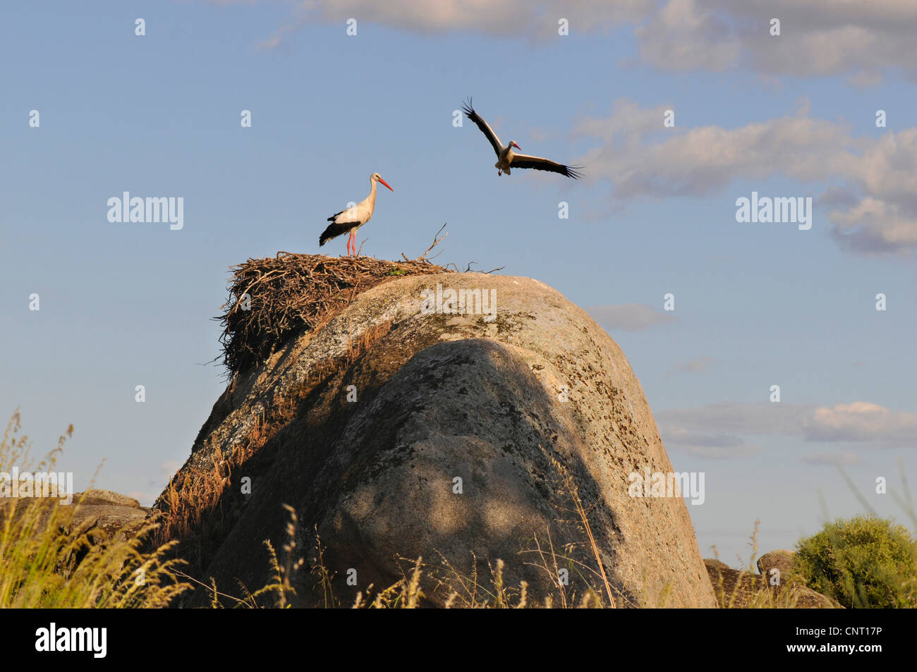 Cicogna bianca (Ciconia ciconia), flying stork con nido su roccia, Spagna Estremadura, Laguna del Lavadero, los Barruecos, Malpartida De Caceres Foto Stock