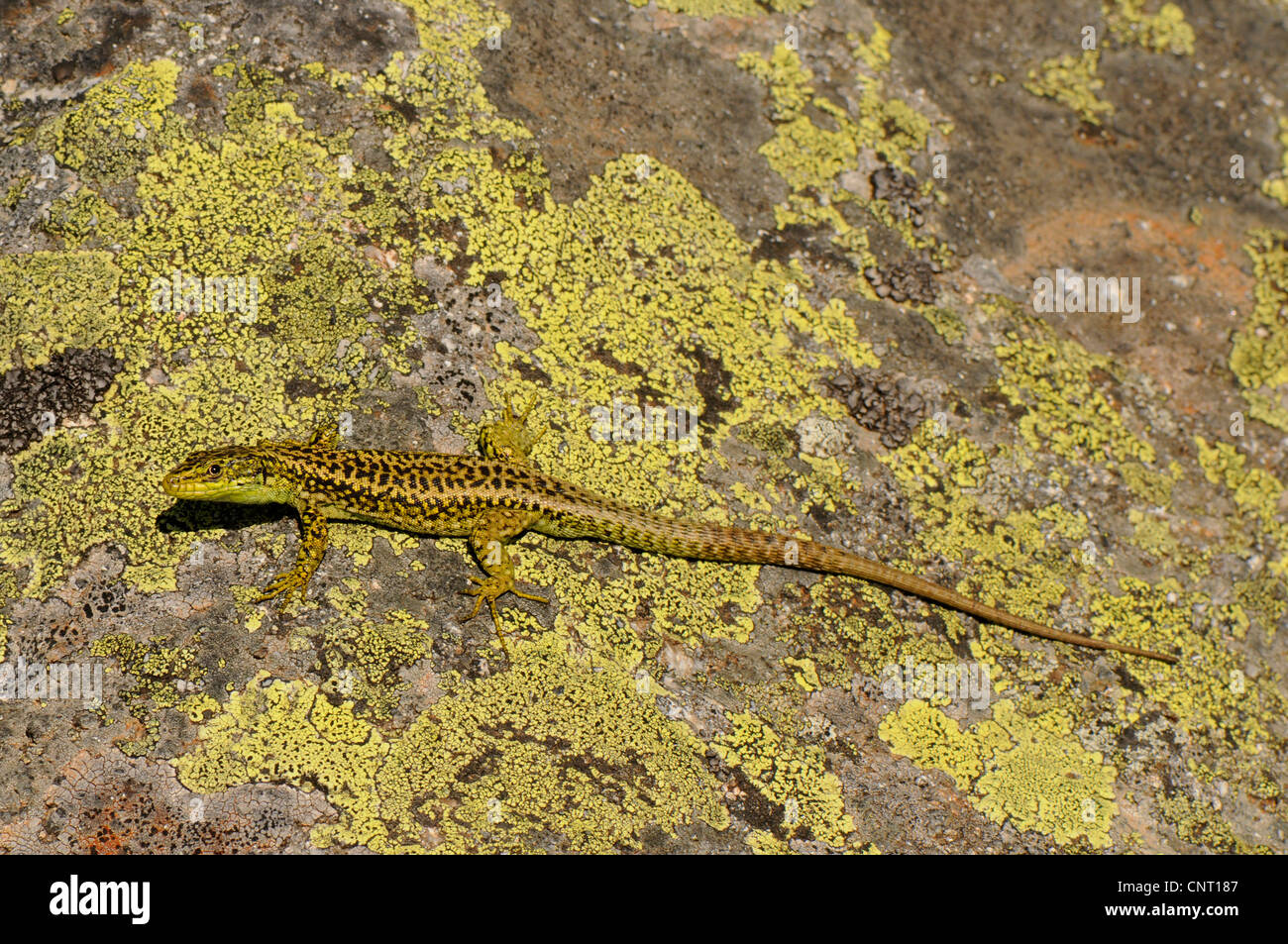 Carpetane Rock lizard (Iberolacerta cyreni, Iberolacerta cyreni cyreni), su roccia con licheni, Spagna, Kastilien, Sierra de Gredos Foto Stock