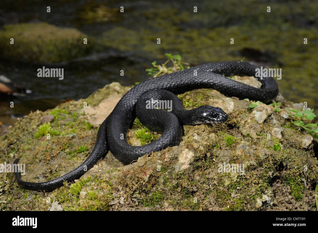 Biscia tassellata (Natrix tessellata), melanistic biscia tassellata, Grecia, Creta Foto Stock