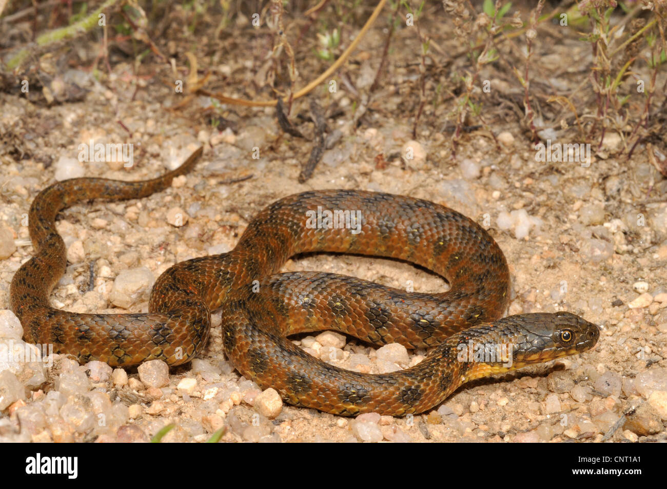 Viperine snake, viperine biscia dal collare (natrix maura), avvolgimento, Spagna Estremadura, Caseres Foto Stock