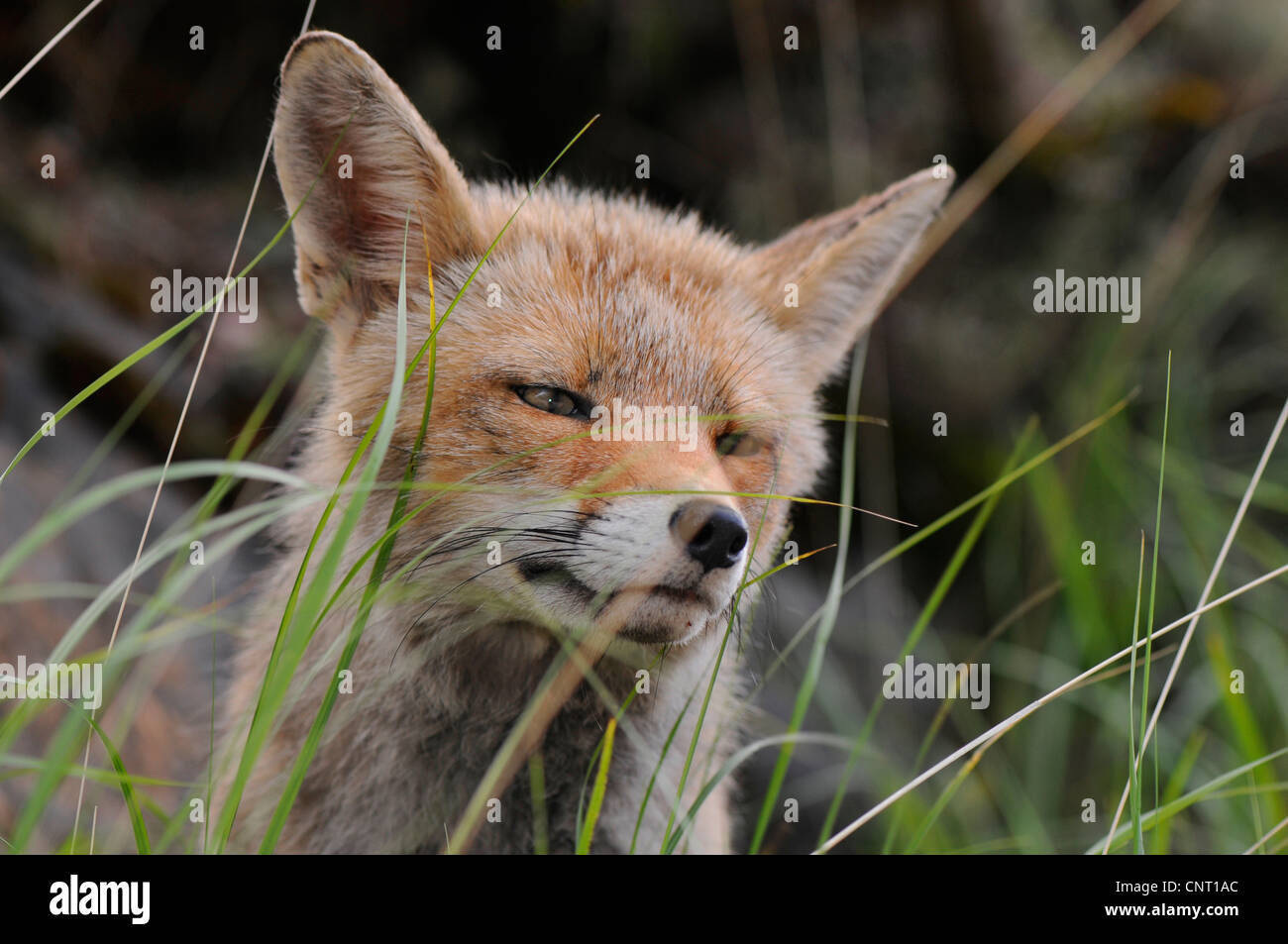 Red Fox (Vulpes vulpes vulpes), in un prato, Spagna, Andalusia, Naturpark Sierra de Cazorla Foto Stock