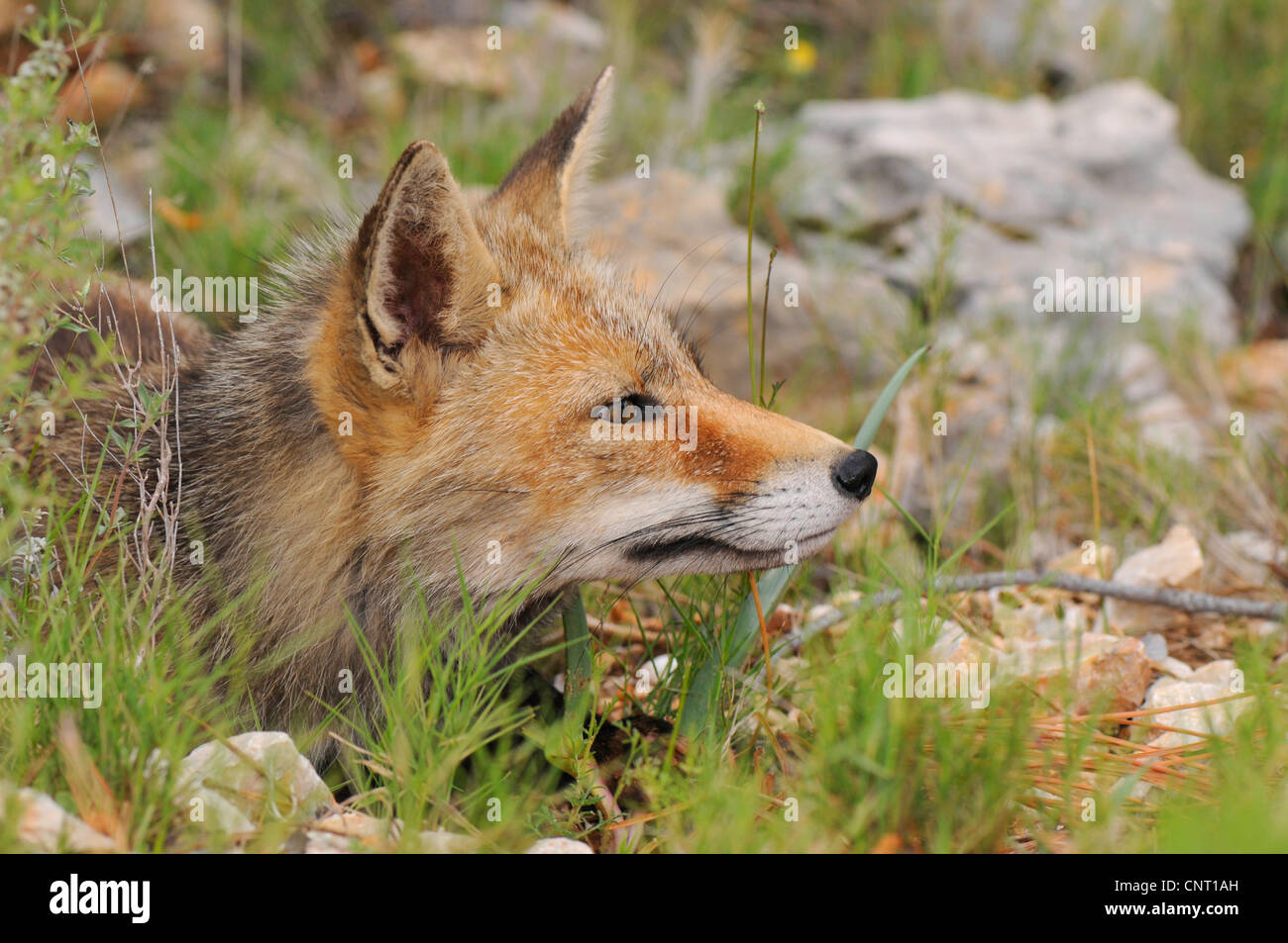Red Fox (Vulpes vulpes vulpes), sniffs, Spagna, Andalusia, Naturpark Sierra de Cazorla Foto Stock