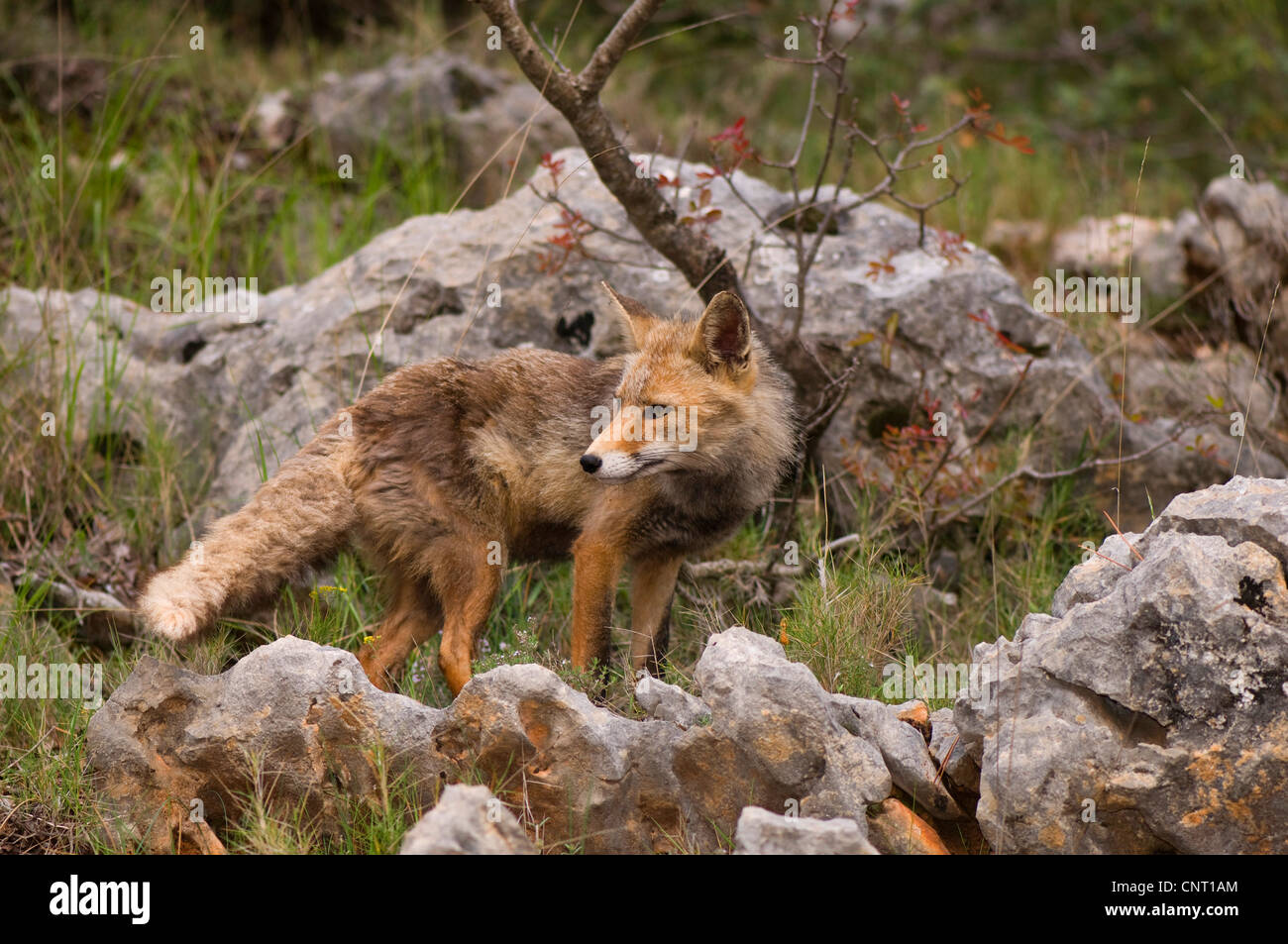 Red Fox (Vulpes vulpes vulpes), in habitat, Spagna, Andalusia, Naturpark Sierra de Cazorla Foto Stock
