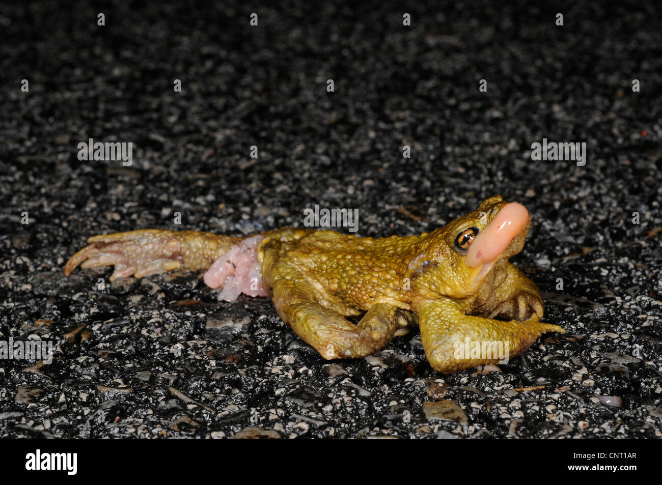 Europeo di rospo comune (Bufo bufo spinosus), ucciso toad sulla strada, Spagna Cantabria, Kantabrisches Gebirge Foto Stock