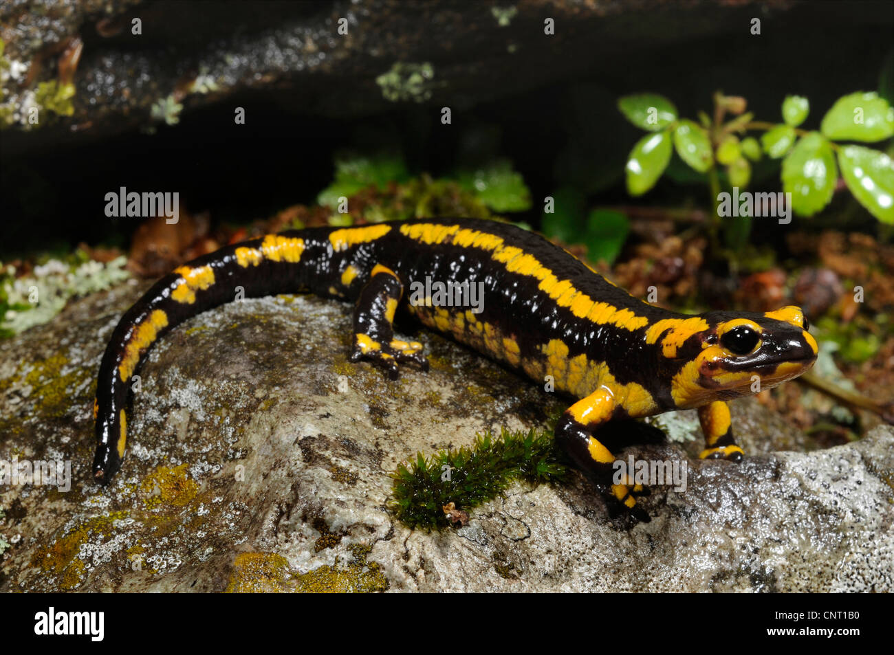 Unione salamandra pezzata (Salamandra salamandra), al torrente Riva, Spagna Cantabria, Kantabrisches Gebirge Foto Stock